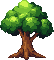 oak tree